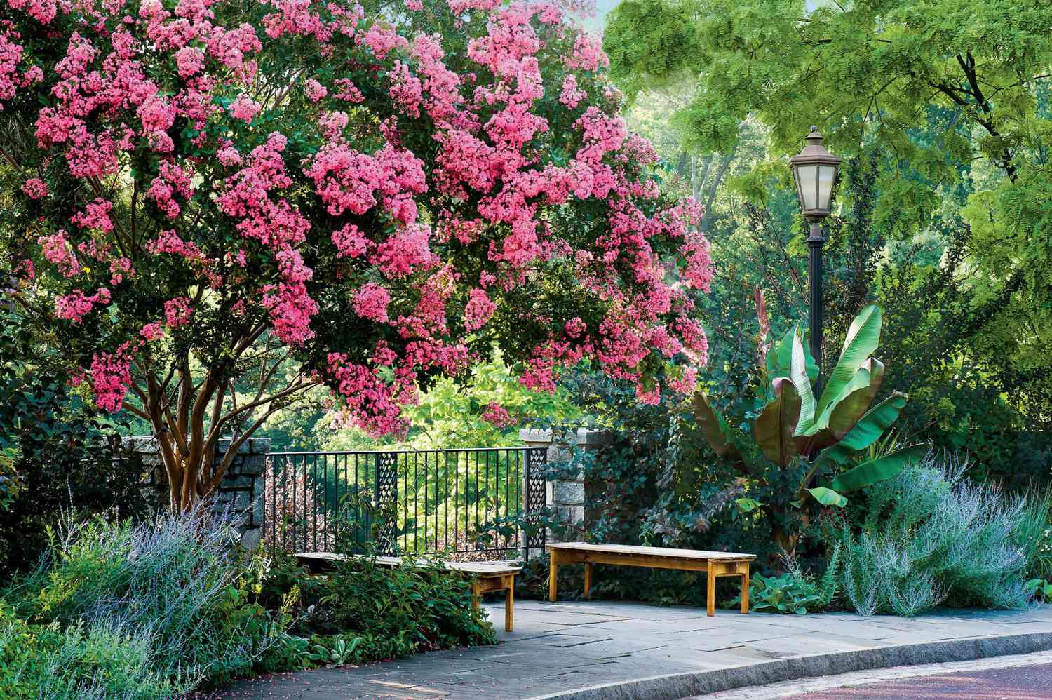 pink flowering trees in florida