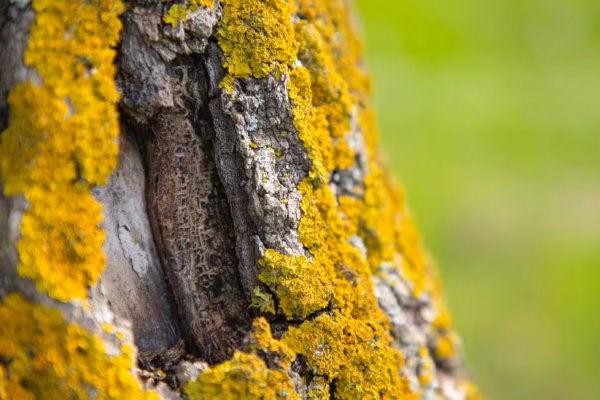 tree fungus treatment