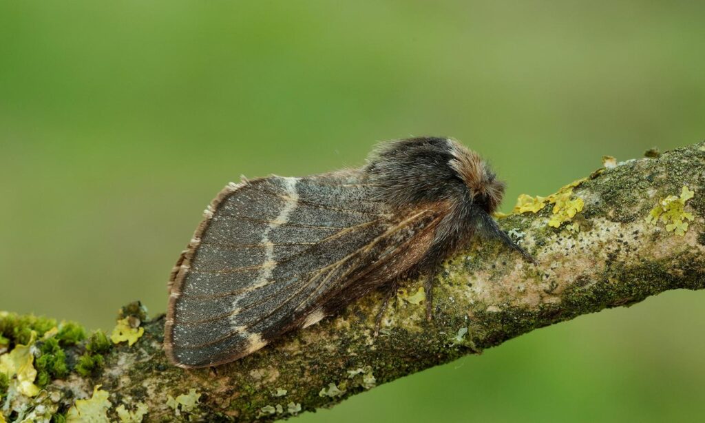 what do the moths do during the winter