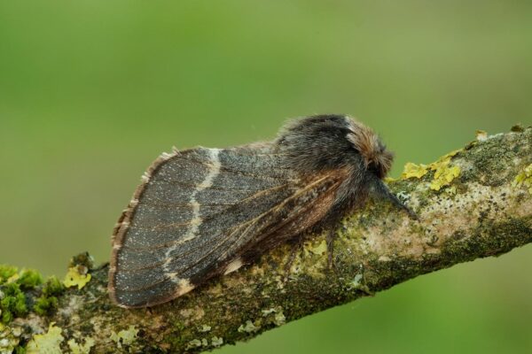 what do the moths do during the winter