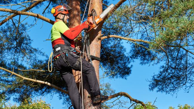 what is an arborist