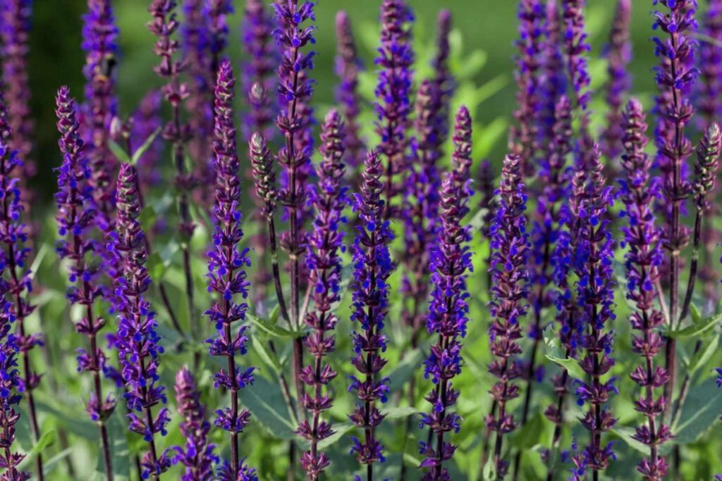 Benefits of Bushes with Purple Flowers