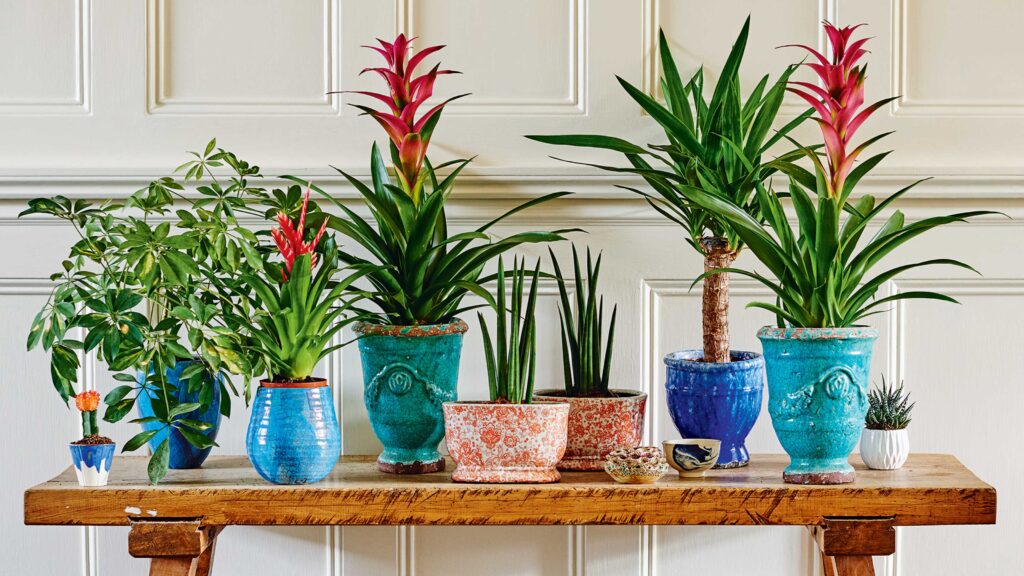 Benefits of Decorative Plant Pots for Indoor Plants