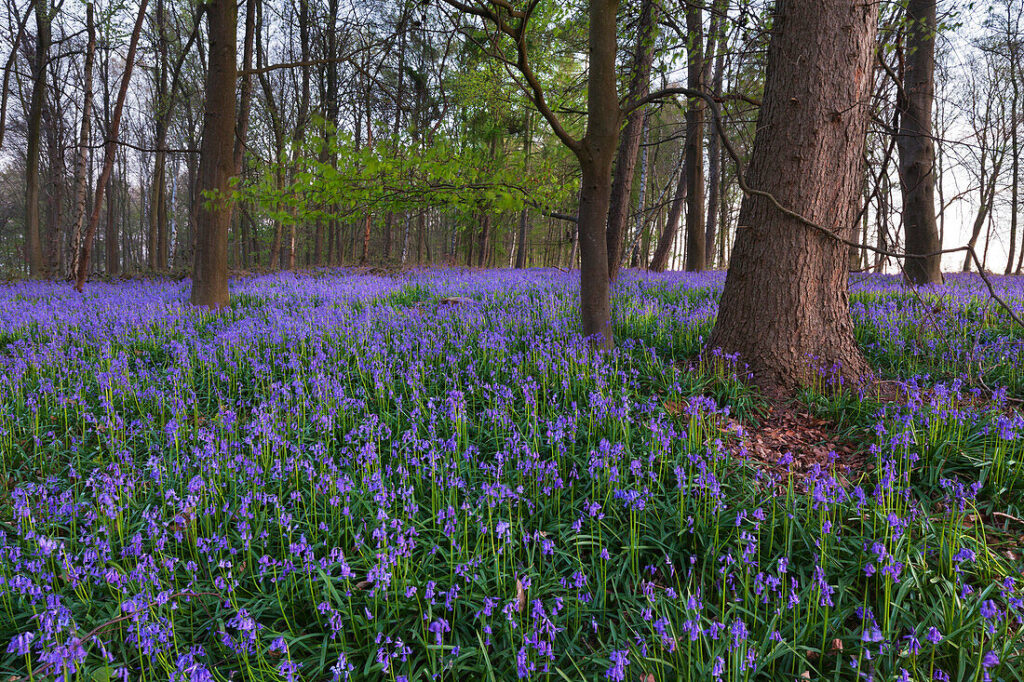 Bluebells (Hyacinthoides non-scripta)