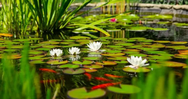 Caring for River Plants