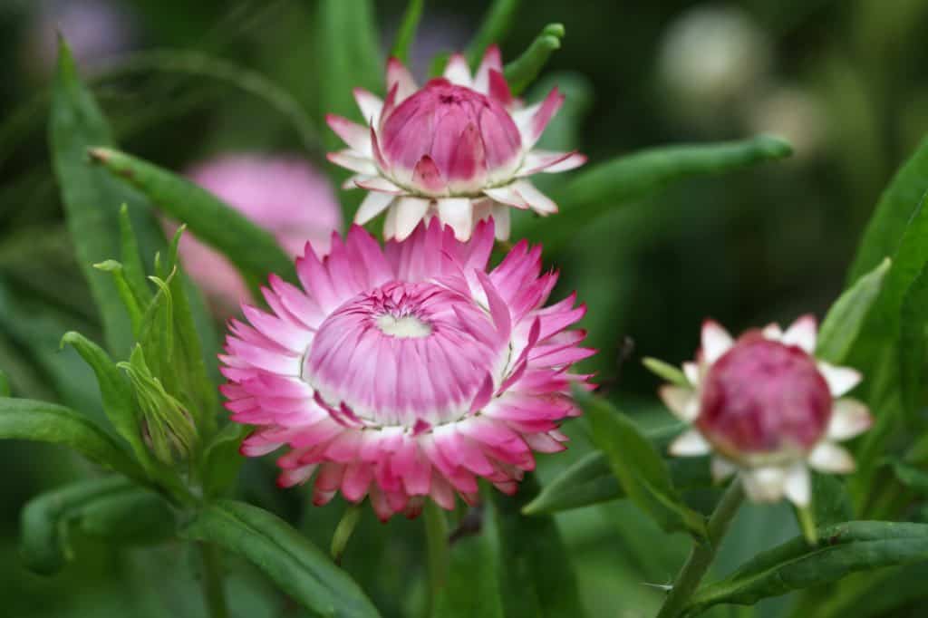 Caring for Strawflowers After Harvest