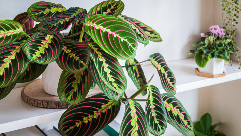 Decorating with Prayer Plants