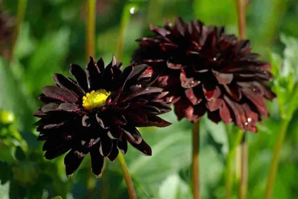 Essential Care Tips for Black Dahlia Plants