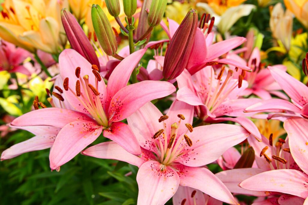 Expert Tips for Maintaining Healthy Lily Bulbs Year-Round