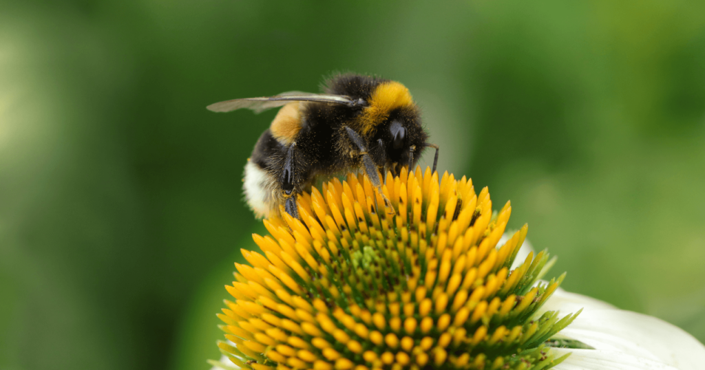 How to Attract and Support Queen Bumble Bees Beyond Flower Selection