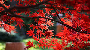 Japanese Maple Growth and Flowering Basics
