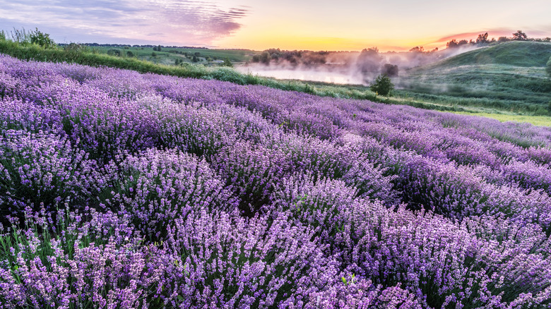 Landscaping Ideas Using Purple Flowering Bushes