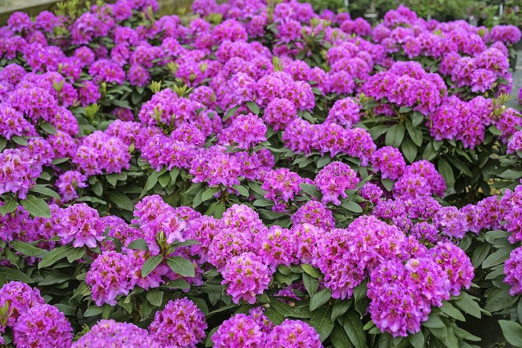 Seasonal Blooming Purple Bushes