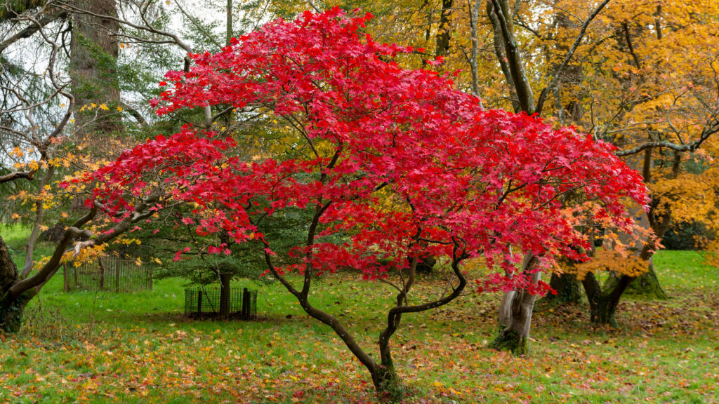 Seasonal Care Tips for Flowering Japanese Maples