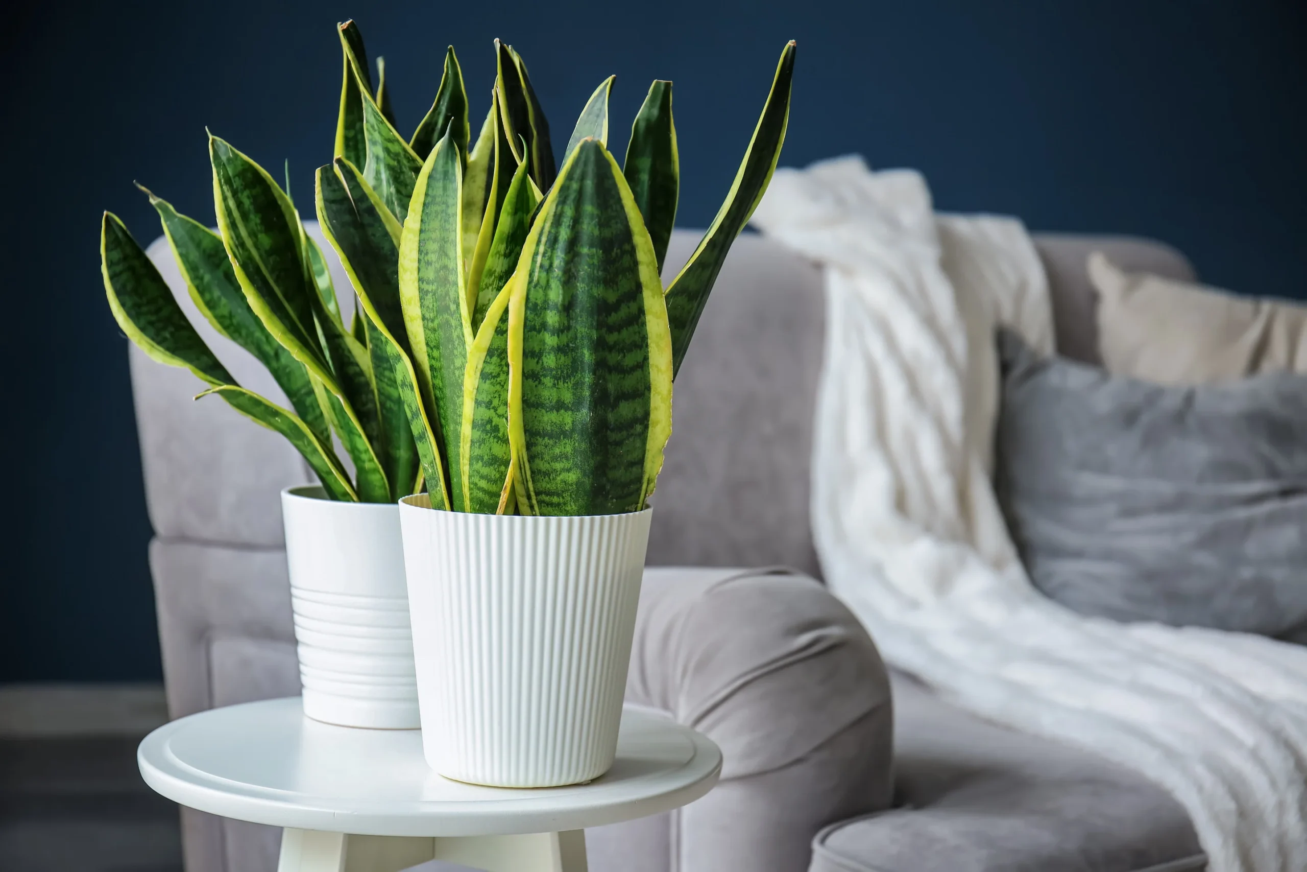 Snake Plant Care