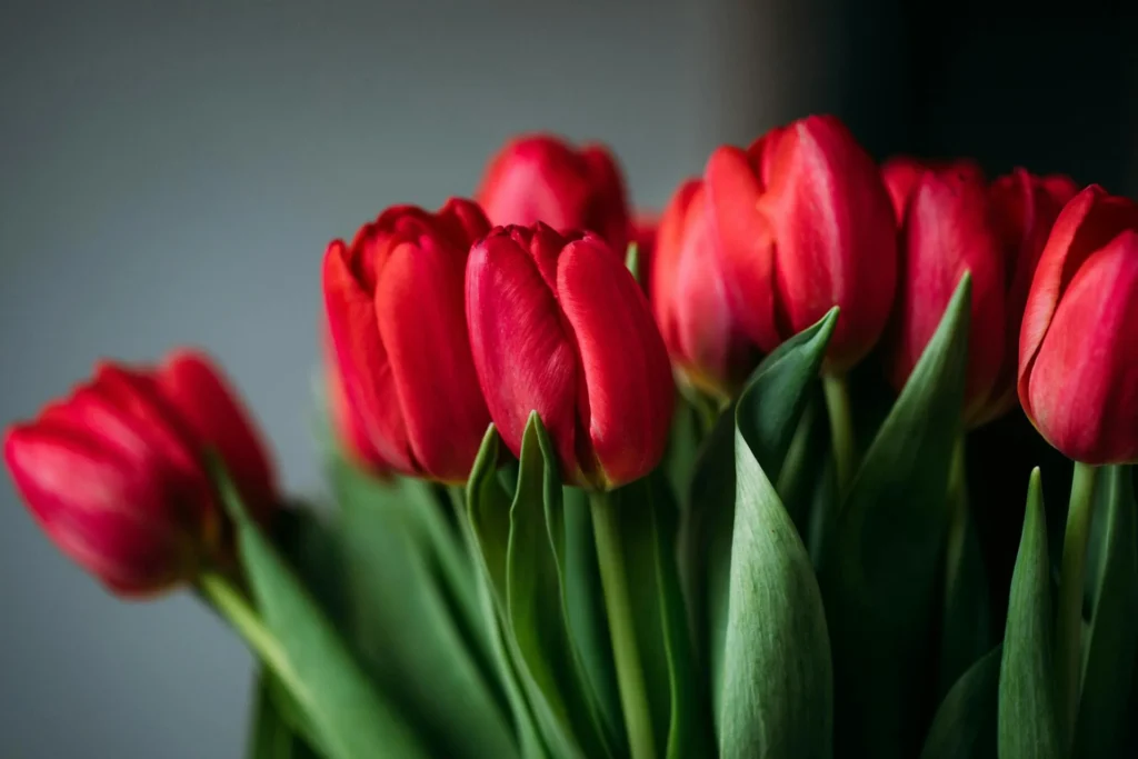 Symbolism of Red Tulips