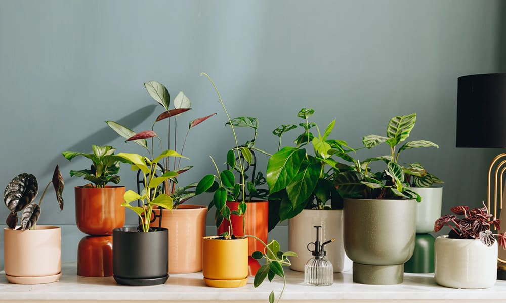 Top Trends in Decorative Plant Pots