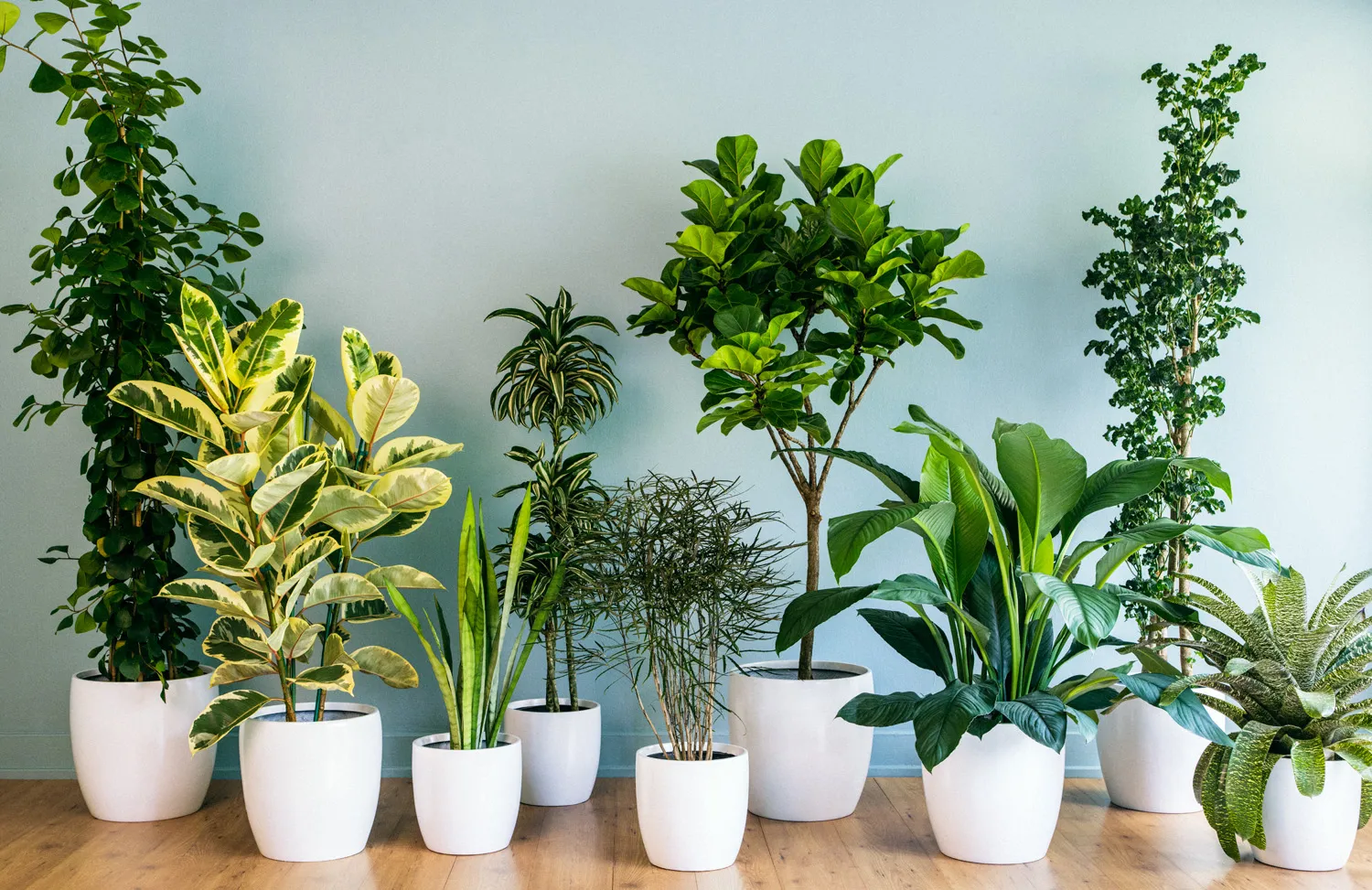 Top houseplants that purify air