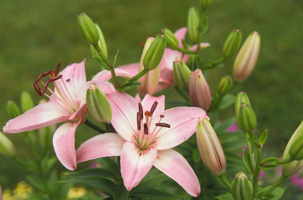 Understanding Lily Bulbs and Their Seasonal Cycles