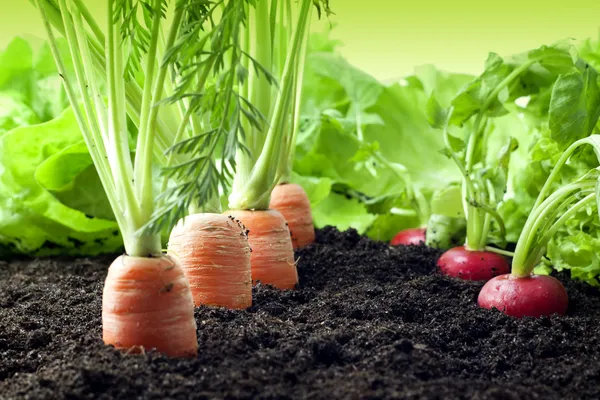 Vegetable Gardening for Beginners