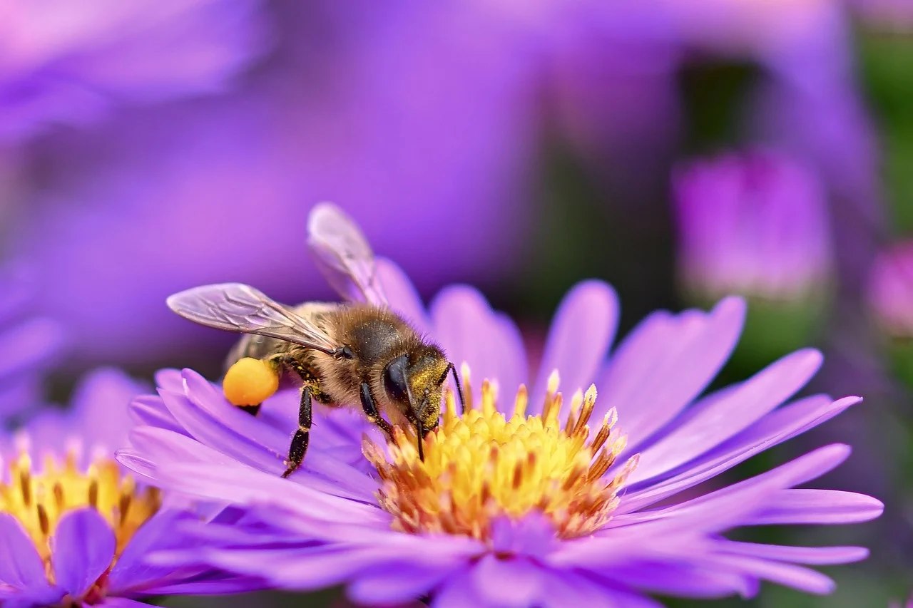 Websites for Bee and Flowers