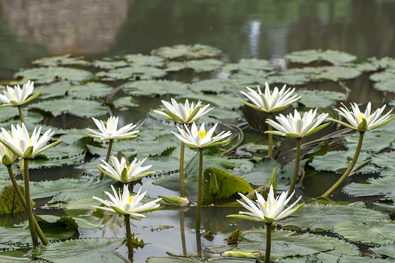 What Are River Plants?