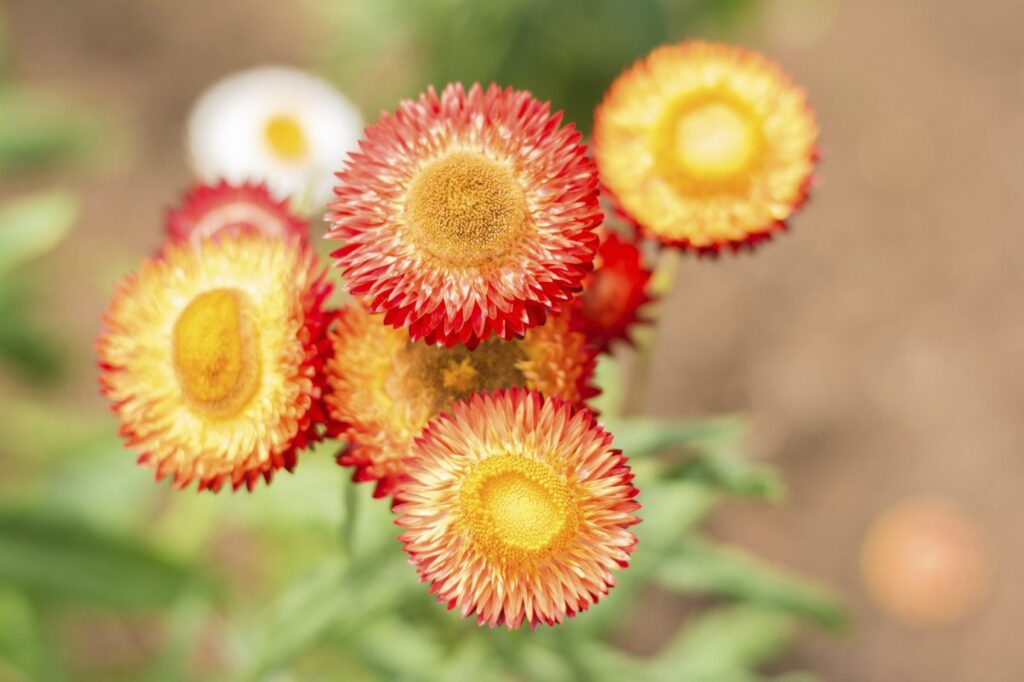 What Are Strawflowers?