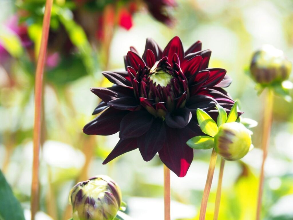 What is a Black Dahlia Plant?