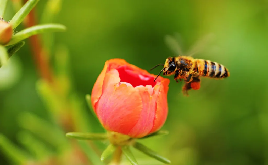 Why Bees and Flowers Matter