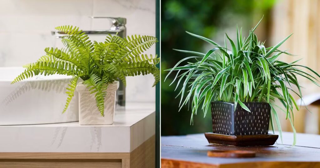 Why Choose Houseplants for Air Purification?