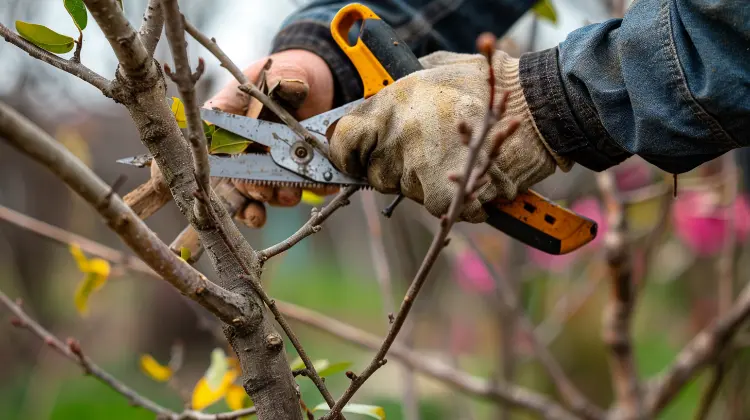 Why Pruning Matters