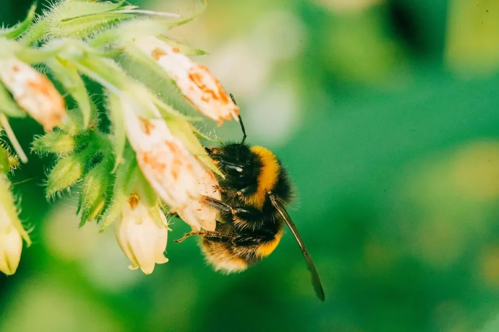 Why Queen Bumble Bees’ Flower Preferences Matter