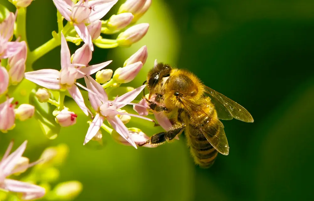 Why use specialized websites for bee and flower information?