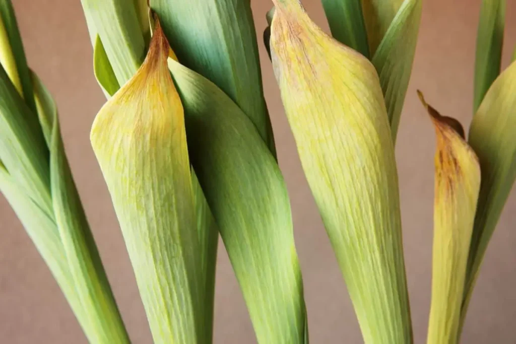 Yellowing Leaves