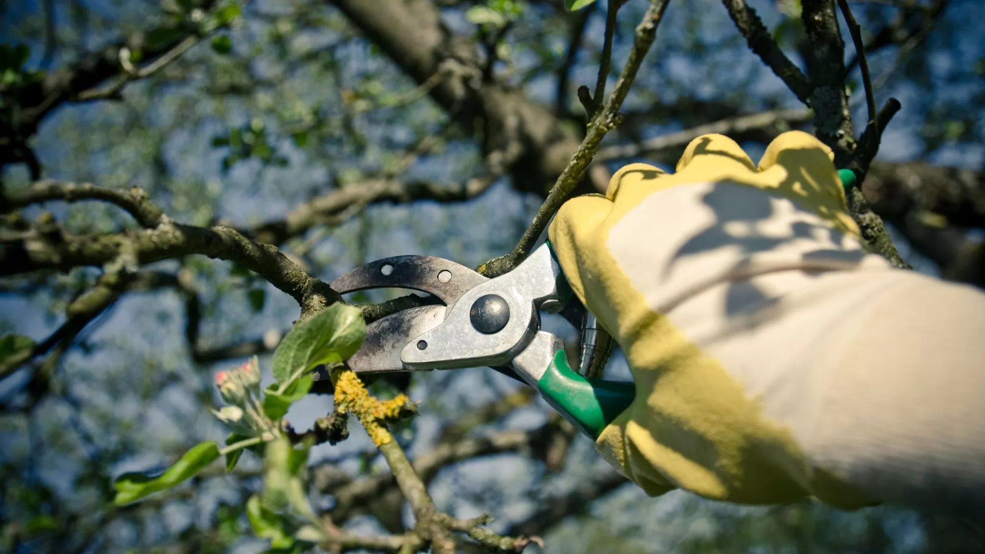 best time to prune trees