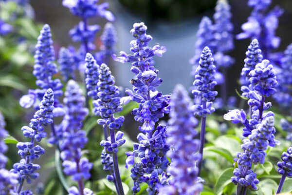 bush with purple flowers