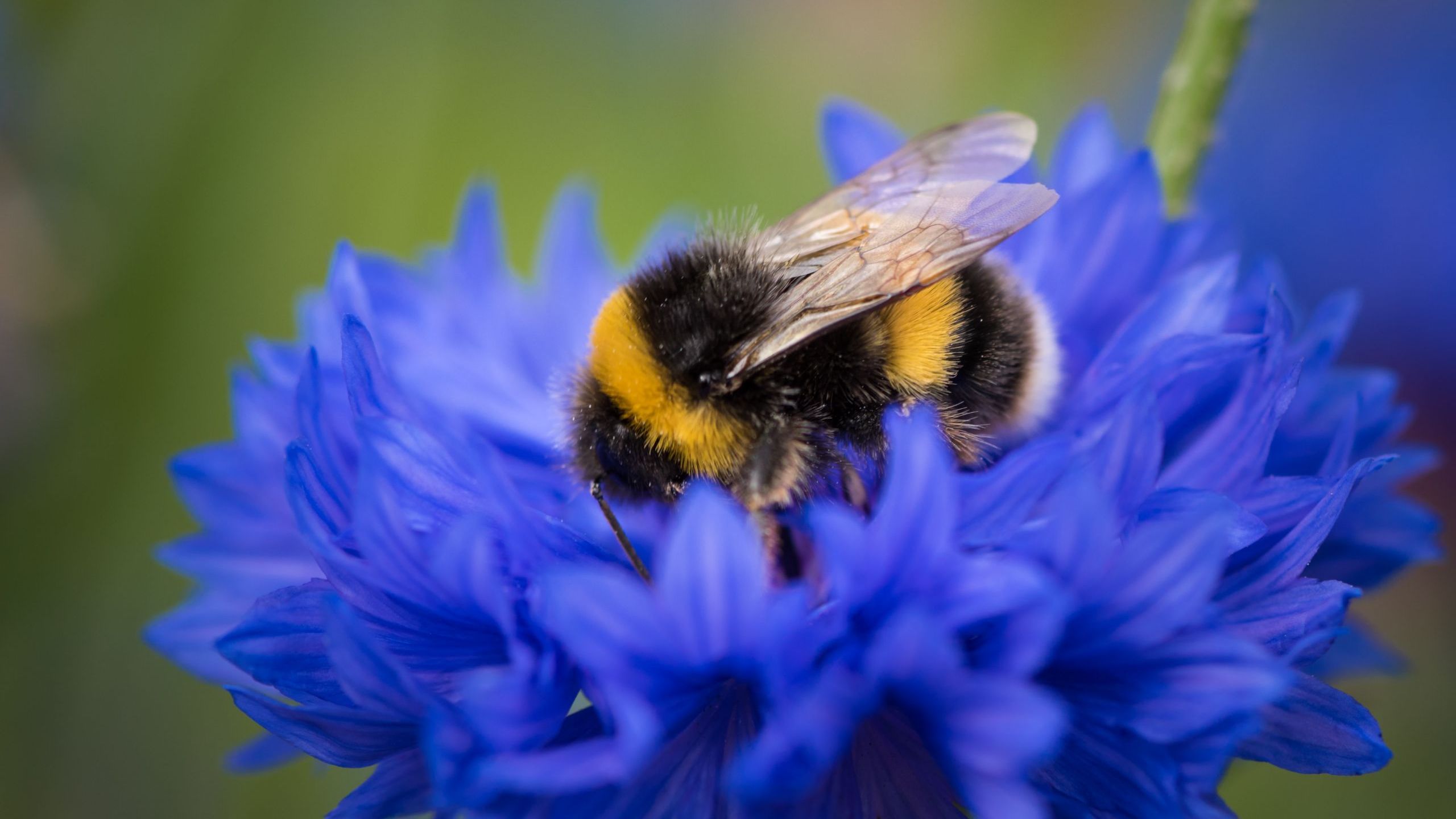 flowers that queen bumble bees like