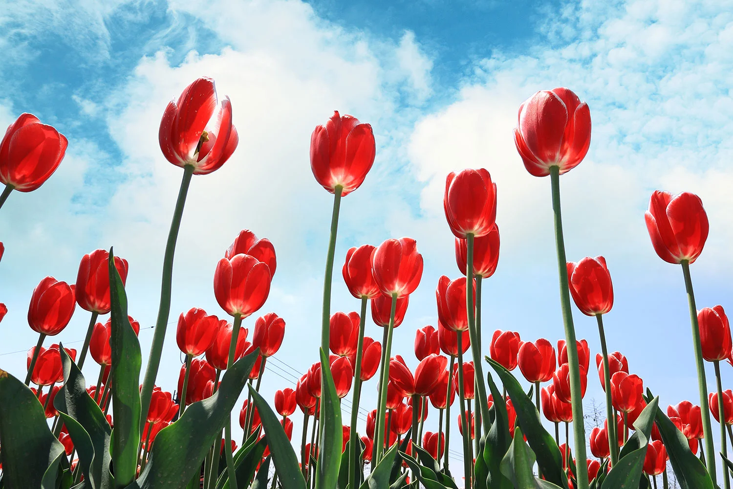 red tulips