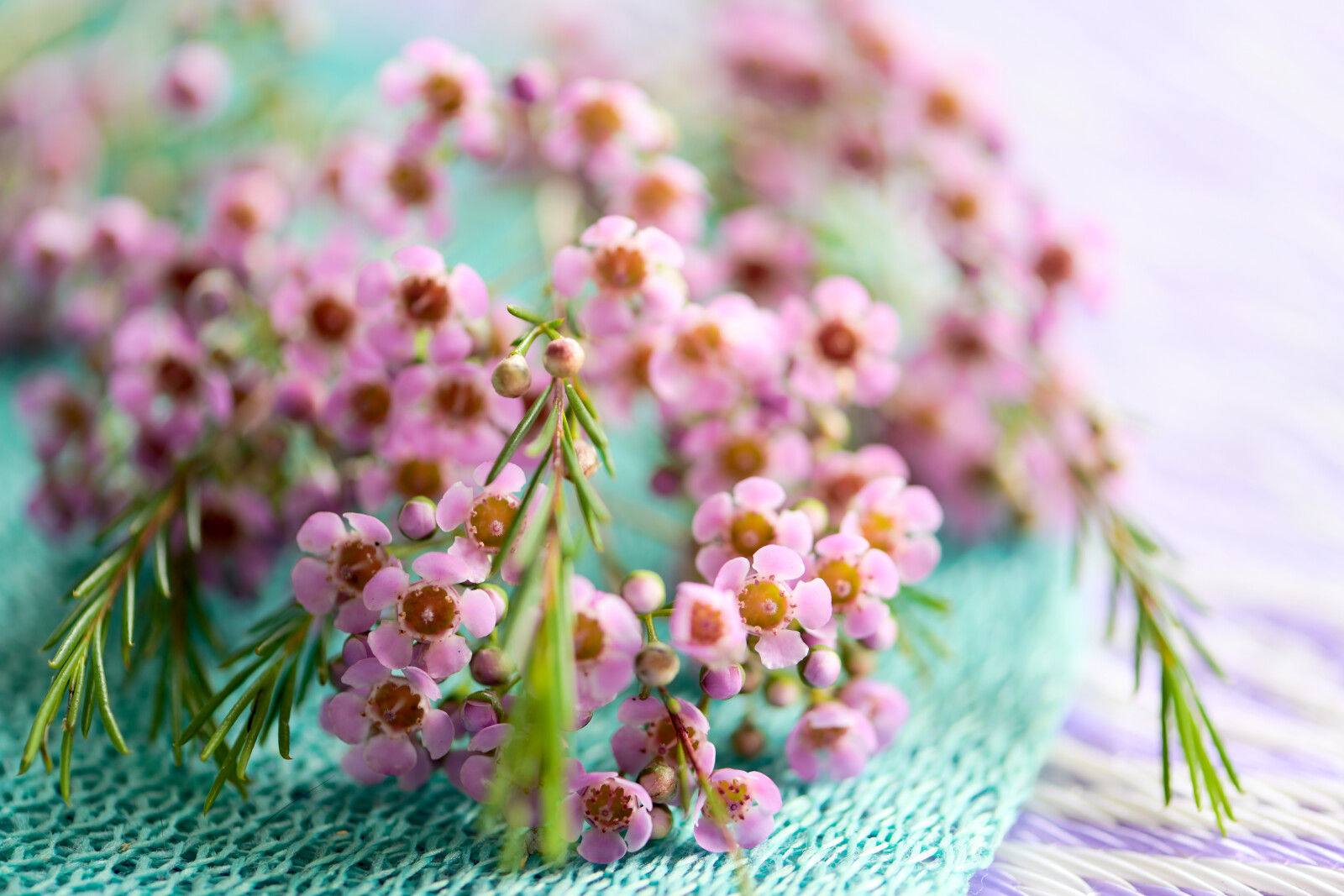 what are the uses for waxflower