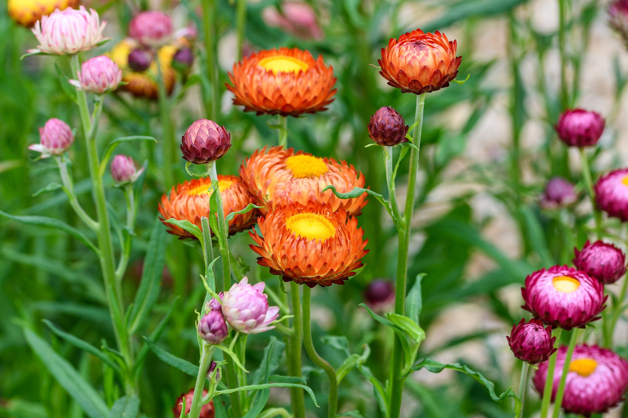 what colors do strawflowers come in