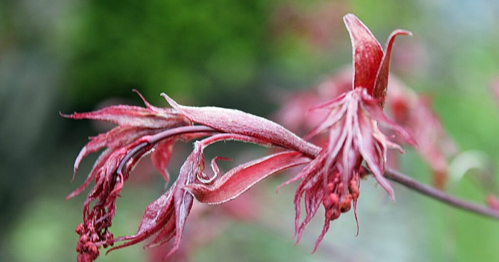 what is the flowering time of a japanese maple