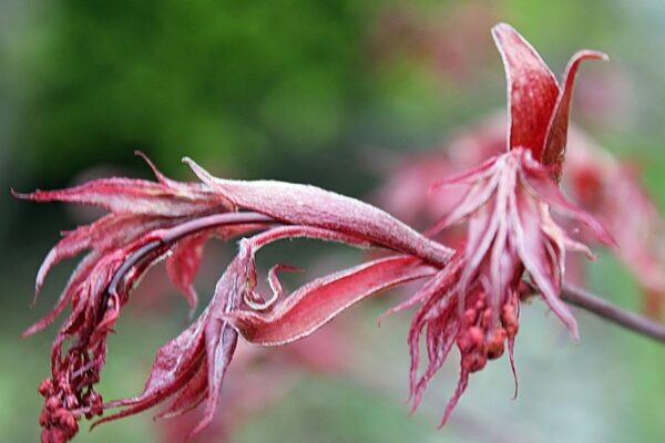 what is the flowering time of a japanese maple
