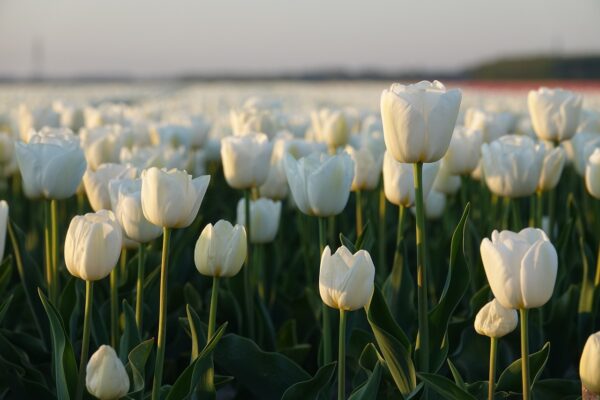 white tulips