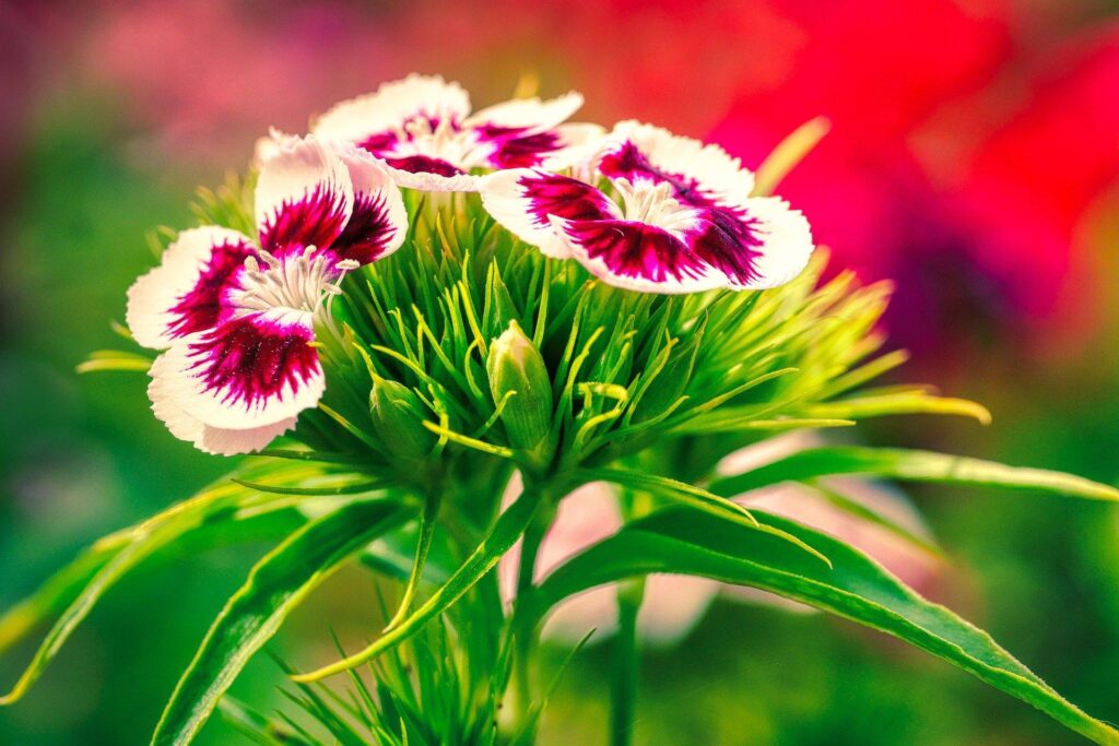 william williams botanical guide