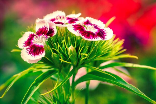 william williams botanical guide