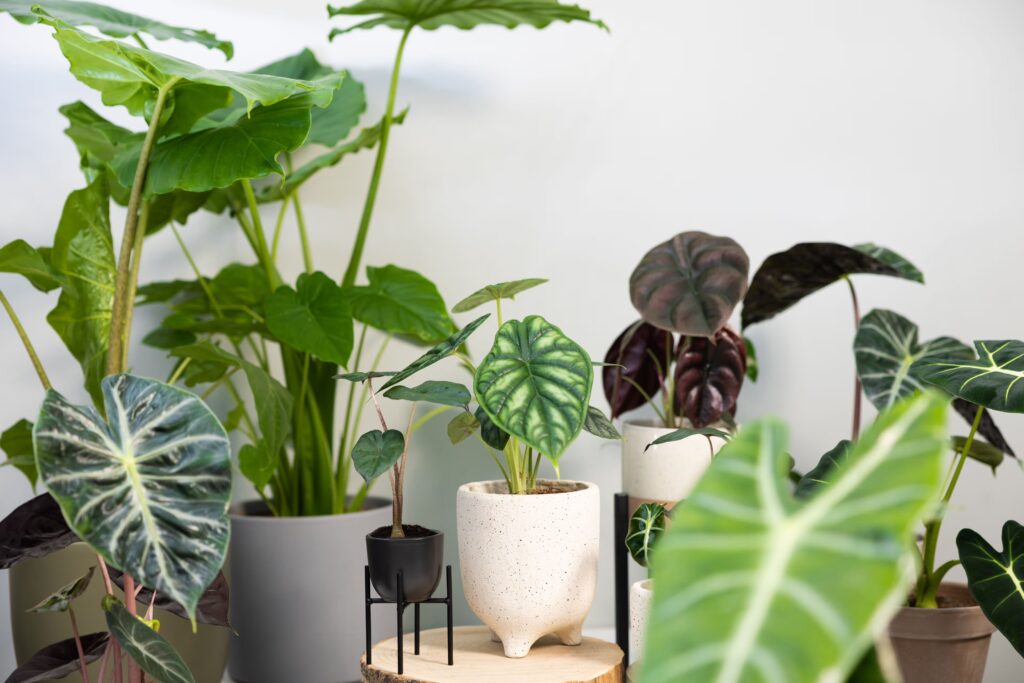 Benefits of Alocasia Wentii for Your Home