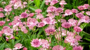 Can Astrantia grow in full sun?