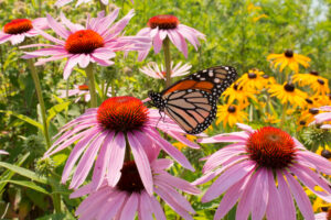 Companion Planting with Astrantia