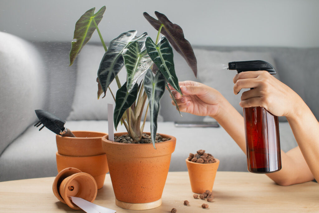 How do I increase humidity for my Alocasia Wentii?