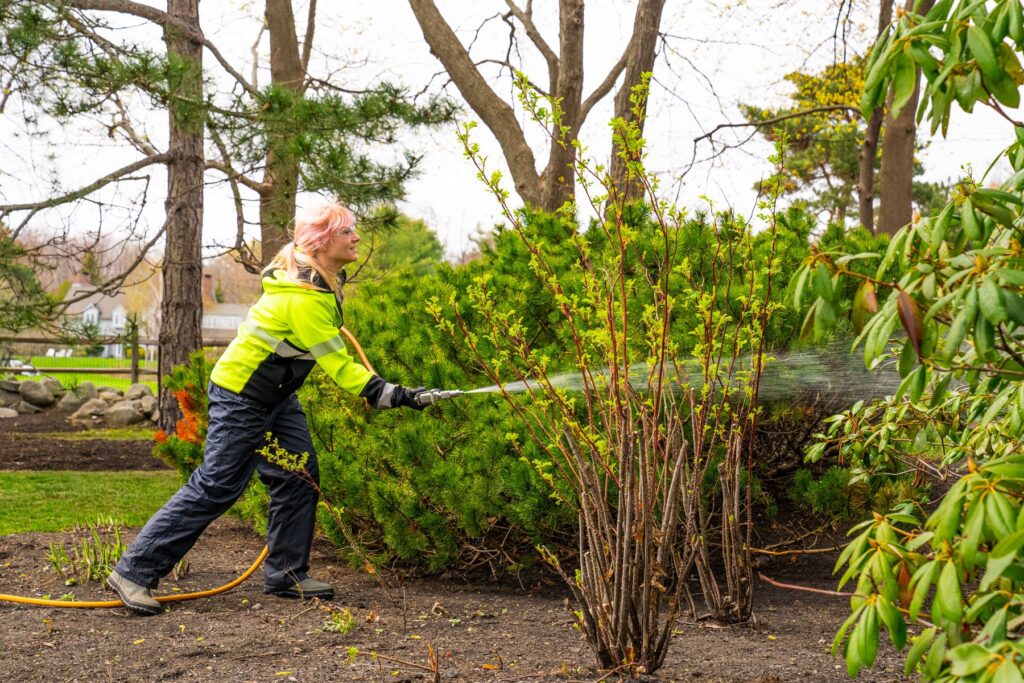 How do I protect decorative trees from pests?